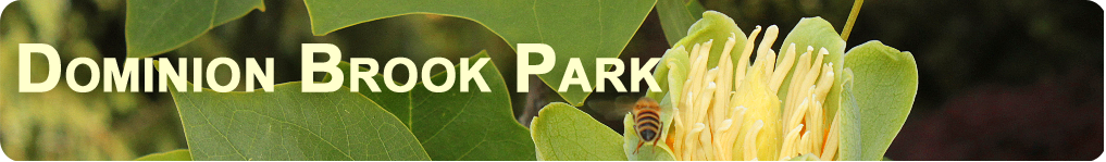 a closeup of the curving leaf borders and a flower of the tulip tree