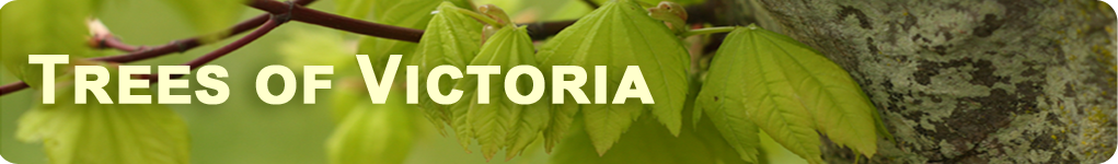 The Three Sisters, a banner image showing emerging Maple leaves in Spring