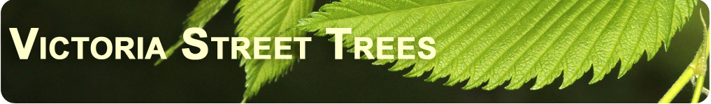 a banner showing a close up of rich green ribbed leaves and their double saw-toothed edges