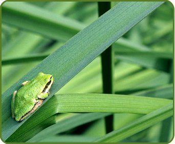 A Pacific Tree Frog on a blade of grass in Outerbridge Park