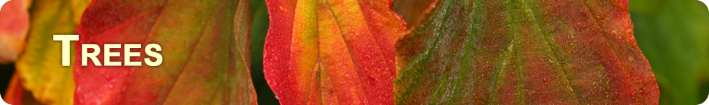 a closeup banner showing the rich red, green and orange of fall leaves