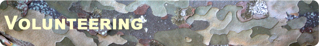 a banner showing the bark of the Persian Ironwood tree