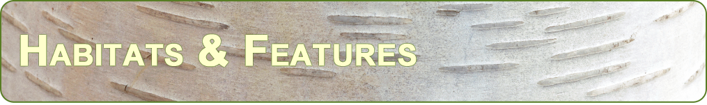 a closeup banner image of white birch bark