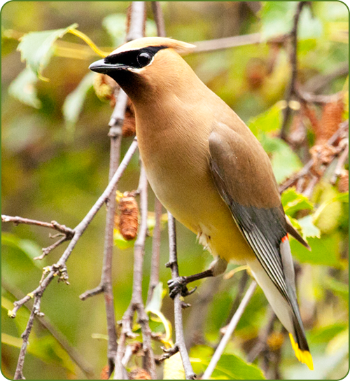 A close-up image of a Cedar WaxWing