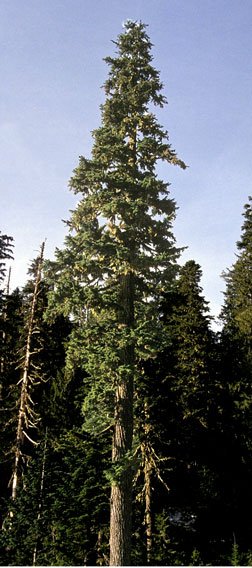 An image of the Amabilis fir showing it's characteristic shape.