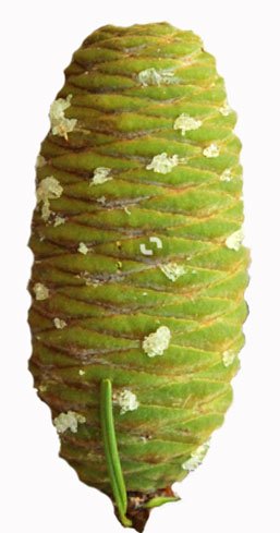  an Abies grandis cone